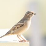 bird-7565103_1280