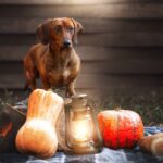 dog-8337394_1280