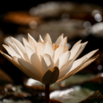 water-lily-8991682_1280